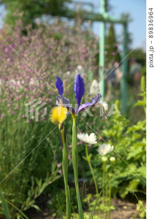 ダッチアイリス 89836964