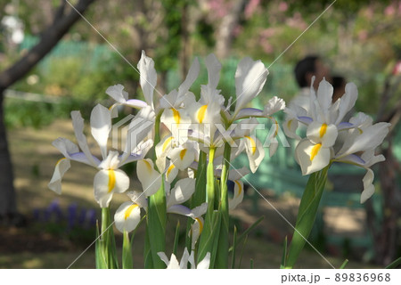 ダッチアイリス 89836968