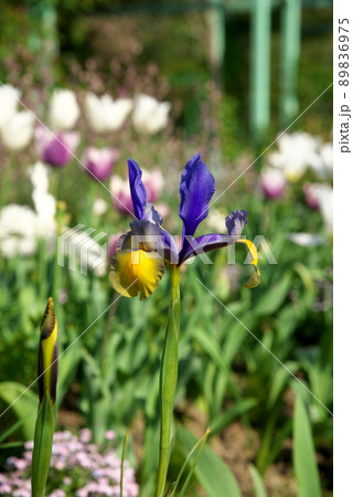 ダッチアイリス　 89836975