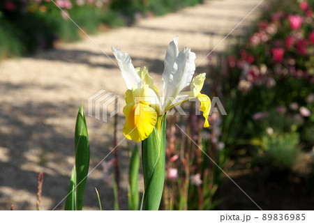 ダッチアイリス　アポロ 89836985