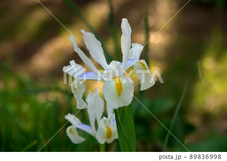 ダッチアイリス 89836998
