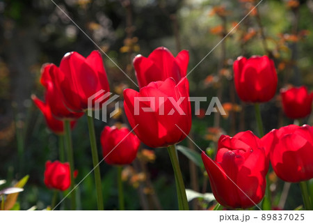 赤いチューリップ 89837025