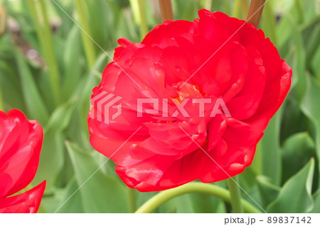 チューリップの赤花【八重咲き】 チューリップの赤花【八重咲き】 89837142