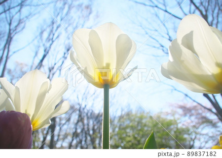 チューリップの白花【空背景】 チューリップの白花【空背景】 89837182