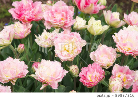 チューリップの桃色花【フリル咲き・八重咲き】 チューリップの桃色花【フリル咲き・八重咲き】 89837316