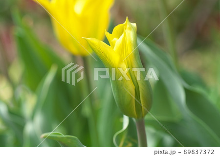 チューリップの黄色花 チューリップの黄色花 89837372