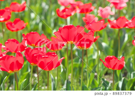 チューリップの花畑【赤花】 チューリップの花畑【赤花】 89837379