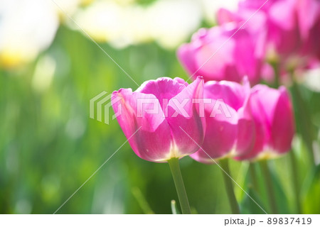 チューリップの紫色花【白花背景】 チューリップの紫色花【白花背景】 89837419