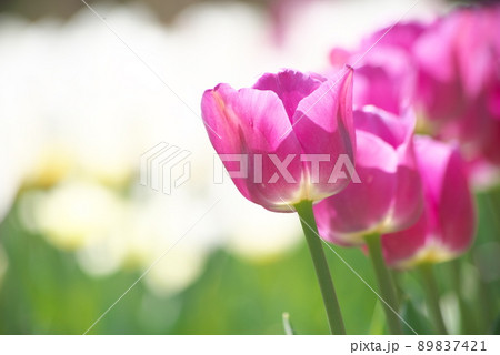 チューリップの紫色花【白花背景】 チューリップの紫色花【白花背景】 89837421