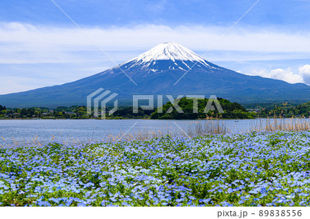 （山梨県）河口湖・大石公園に咲くネモフィラと富士山 89838556