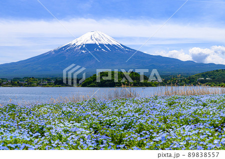 (山梨県)河口湖・大石公園に咲くネモフィラと富士山 (山梨県)河口湖・大石公園に咲くネモフィラと富士山 89838557