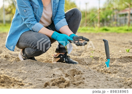 Close-up of hand in gardening gloves planting beans in ground using shovel 89838965