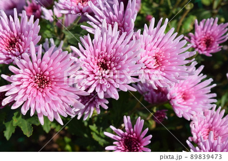 食用菊 郷土料理食材 食用菊 郷土料理食材 89839473