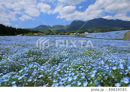 くじゅう連山とネモフィラ畑 くじゅう連山とネモフィラ畑 89839585