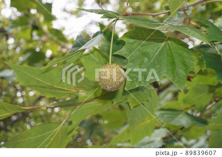 2021年10月・プラタナスの実と大きい葉 89839607