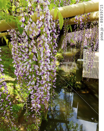 フジの花と池 フジの花と池 89839715