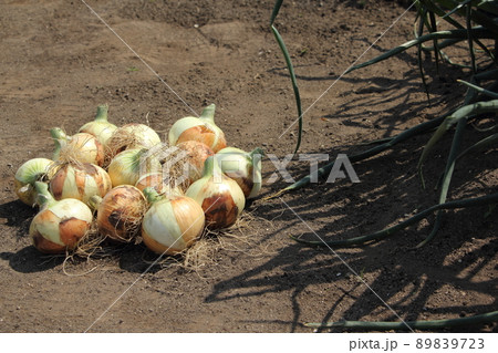 タマネギの収獲 タマネギの収獲 89839723