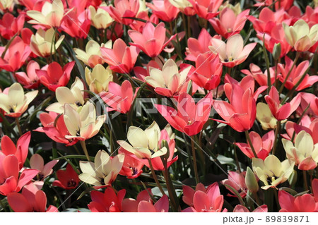 クリーム色やピンクの花びらのクルシアナアニカという名のチューリップの花が満開に咲く花壇の風景 クリーム色やピンクの花びらのクルシアナアニカという名のチューリップの花が満開に咲く花壇の風景 89839871