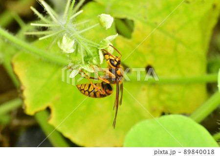 秋に攻撃的になるキイロスズメバチ 秋に攻撃的になるキイロスズメバチ 89840018