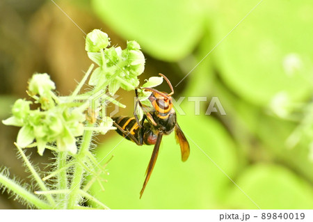秋に攻撃的になるキイロスズメバチ 秋に攻撃的になるキイロスズメバチ 89840019