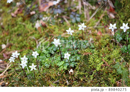 バイカオウレンの花 バイカオウレンの花 89840275