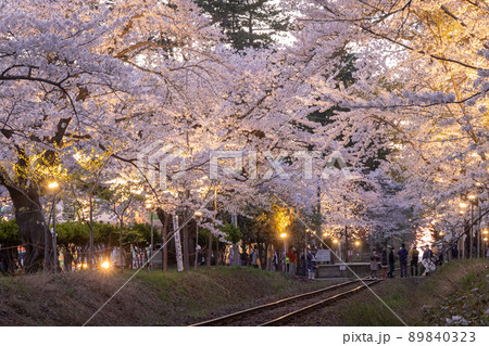 桜のトンネルと津軽鉄道（青森県五所川原市金木） 89840323