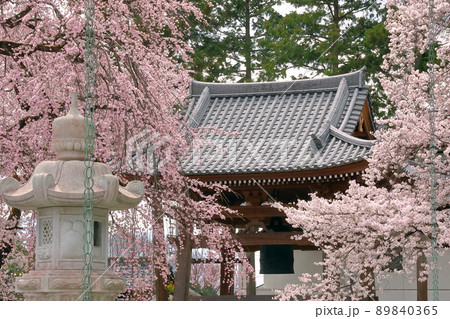 山梨県南アルプス市上市之瀬　桜の名所高峰山妙了寺　しだれ桜越しの鐘撞堂 89840365