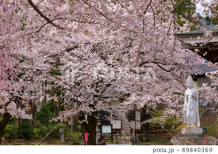 山梨県南アルプス市上市之瀬　桜の名所高峰山妙了寺　桜と観音像 89840369