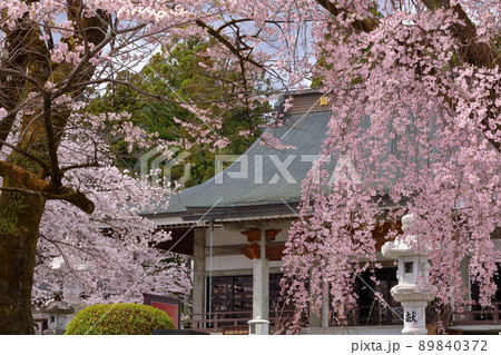 山梨県南アルプス市上市之瀬 桜の名所高峰山妙了寺 しだれ桜越しの本堂 山梨県南アルプス市上市之瀬 桜の名所高峰山妙了寺 しだれ桜越しの本堂 89840372