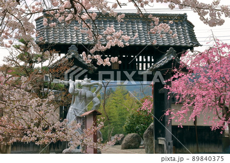 山梨県南アルプス市上市之瀬　桜の名所高峰山妙了寺　山門と桜 89840375