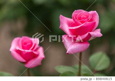 春バラ 春バラ 89840615