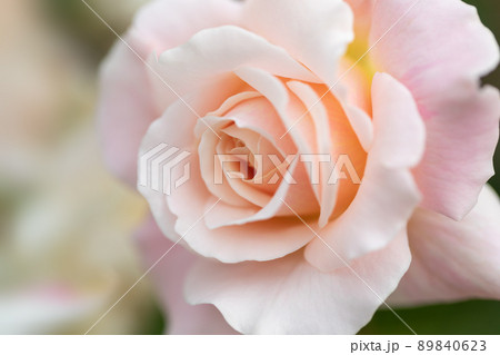 春バラ 春バラ 89840623