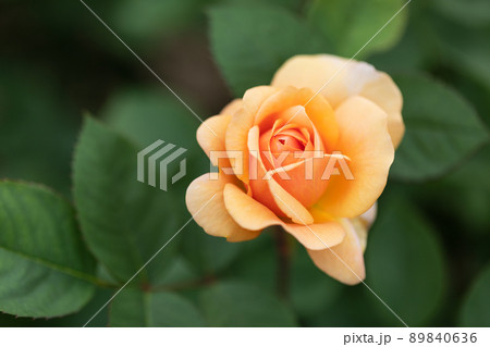 春バラ 89840636