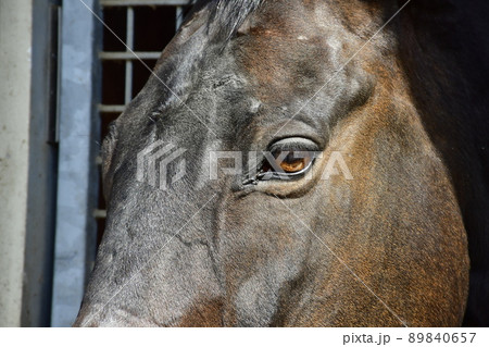 馬舎から顔を出すサラブレッドの顔のアップ 89840657
