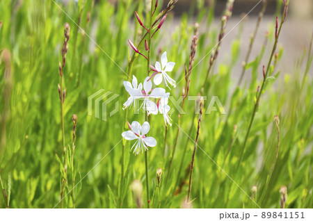 日差しを浴びるガウラの花 日差しを浴びるガウラの花 89841151