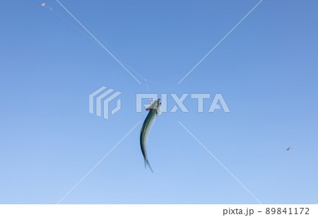 仕掛けに掛かった片口鰯 89841172