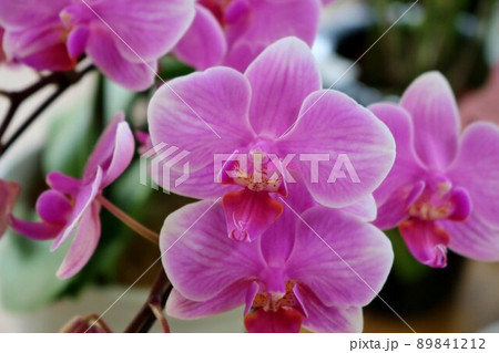 華やかに咲くランの花　春の日　背景　 89841212
