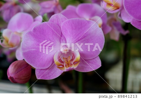 華やかに咲くランの花　春の日　背景　 89841213