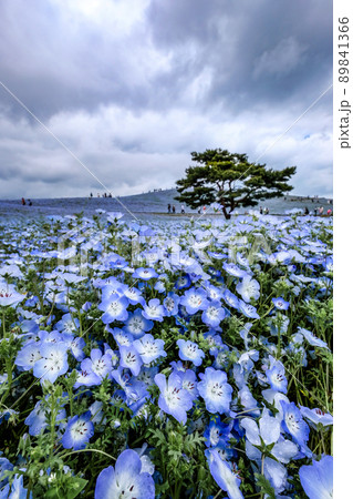 茨城県ひたちなか市の有名なネモフィラ畑 89841366