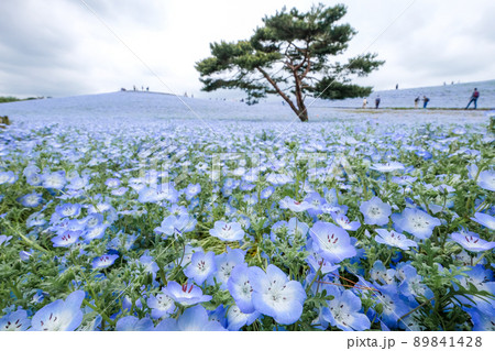 茨城県ひたちなか市の有名なネモフィラ畑 89841428