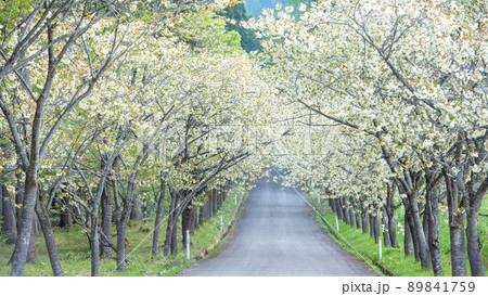 爽やかな黄桜の並木道　朝　秋田県 89841759
