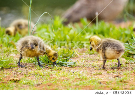 Cute canadian gosling baby eating grass near mother Cute canadian gosling baby eating grass near mother 89842058