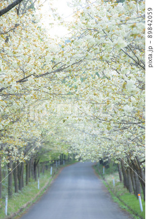 爽やかな黄桜の並木道 朝 秋田県 爽やかな黄桜の並木道 朝 秋田県 89842059