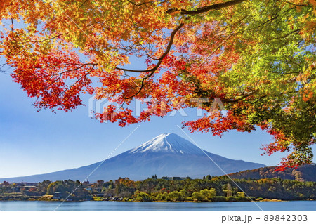 富士山と紅葉　山梨県富士河口湖町の河口湖畔にて 89842303