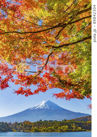 富士山と紅葉　山梨県富士河口湖町の河口湖畔にて 89842304