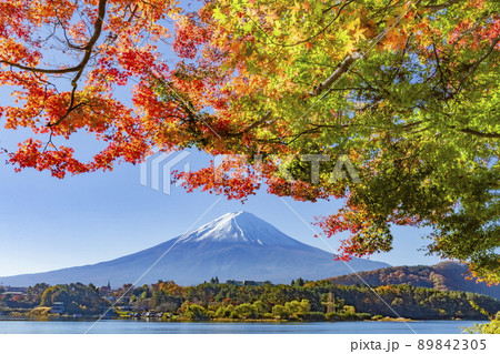 富士山と紅葉　山梨県富士河口湖町の河口湖畔にて 89842305