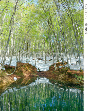 新潟_新緑の美人林と水鏡の池 89842325