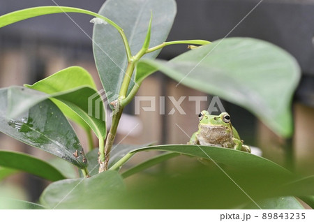 木陰で休むアマガエル 木陰で休むアマガエル 89843235