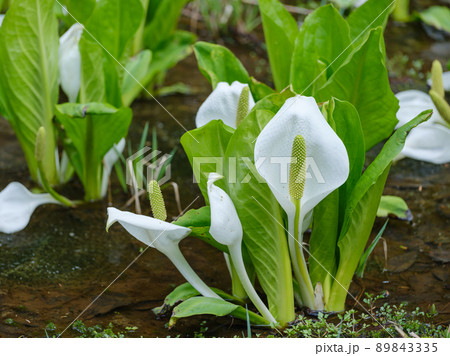 水芭蕉と湿地の風景 水芭蕉と湿地の風景 89843335
