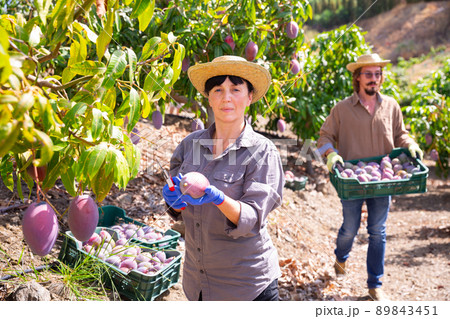 Positive woman harvesting ripe mango in orchard Positive woman harvesting ripe mango in orchard 89843451
